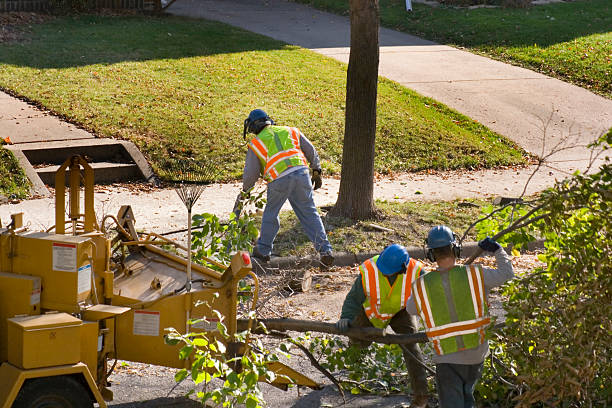 Leaf Removal in Davison, MI