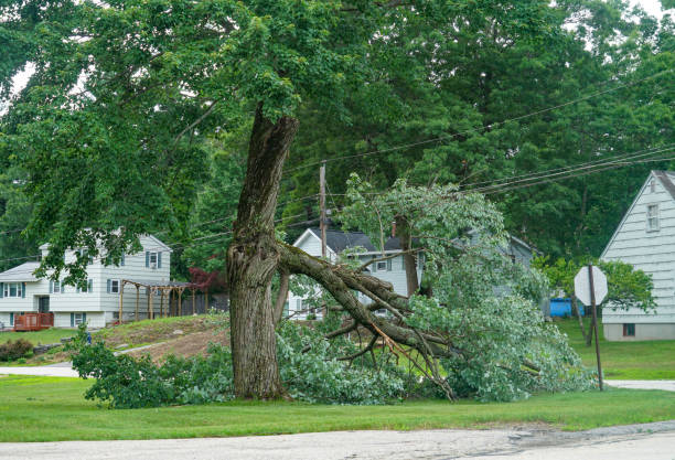 How Our Tree Care Process Works  in  Davison, MI